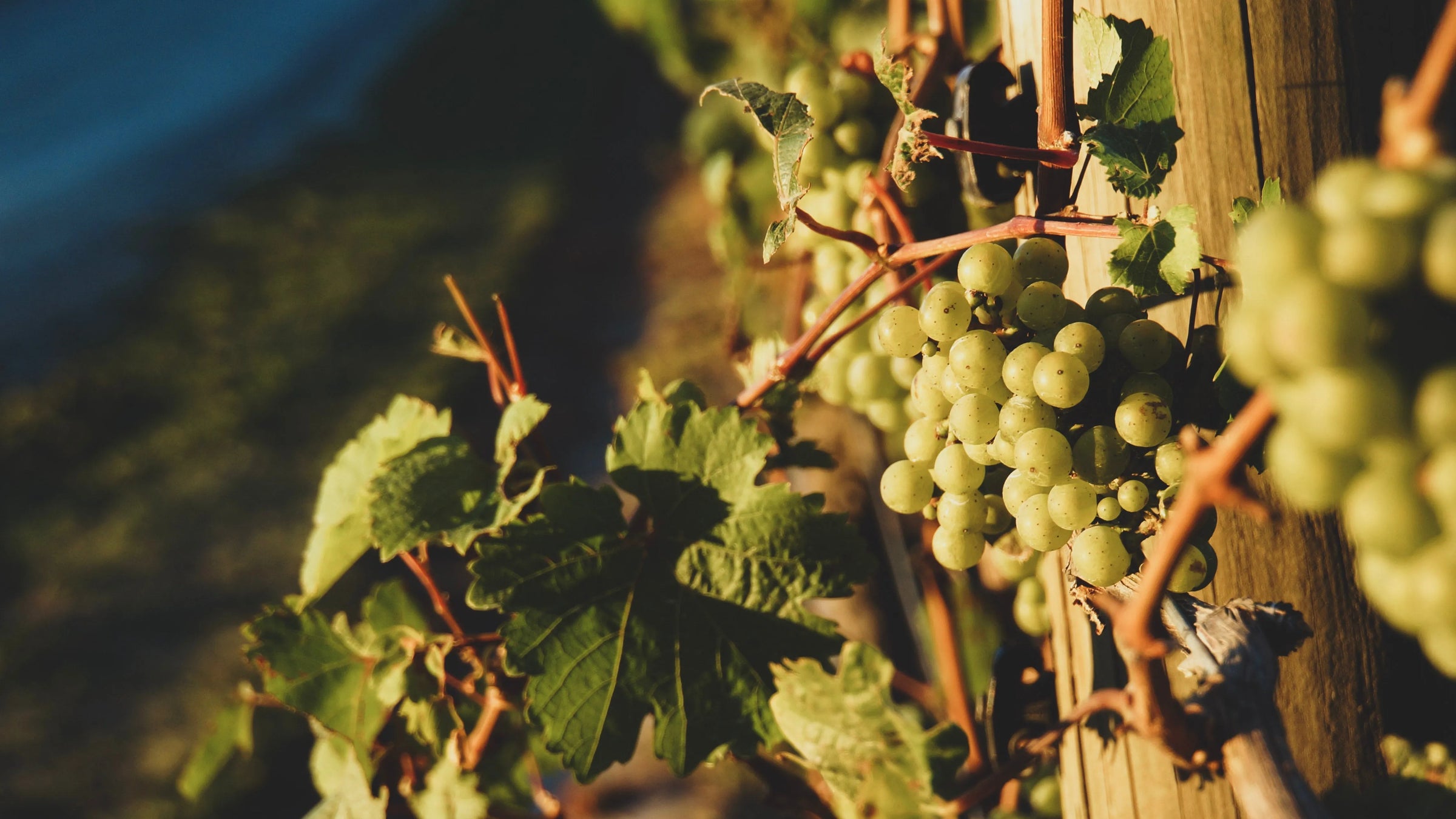 Nos vins blancs français