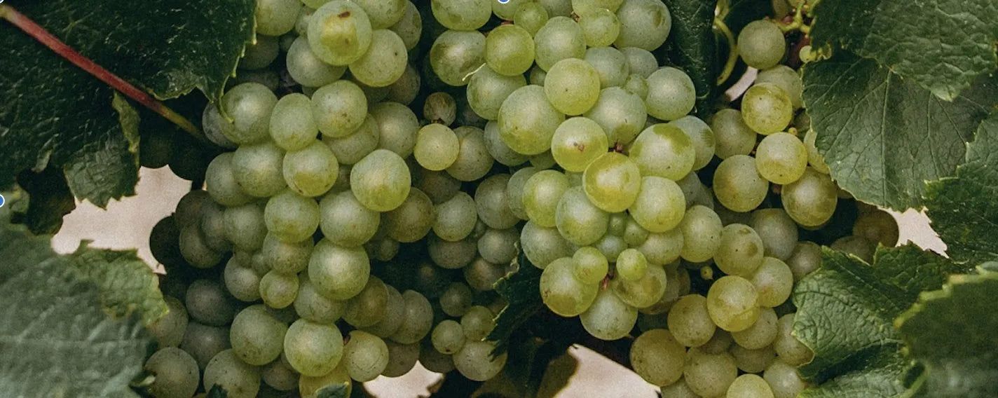 Sauvignon Blanc