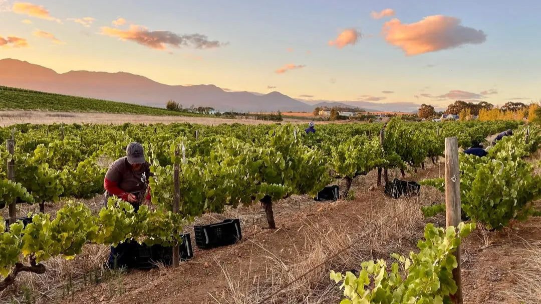 Nos vins rouges d'Afrique du Sud