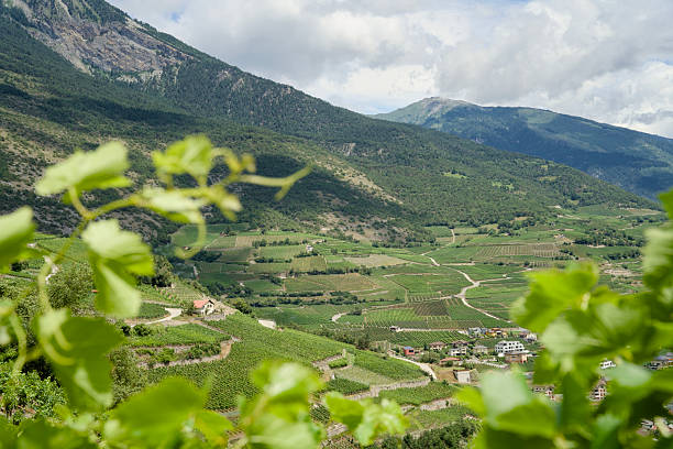Vins Doux Naturels Millésimés - Banyuls