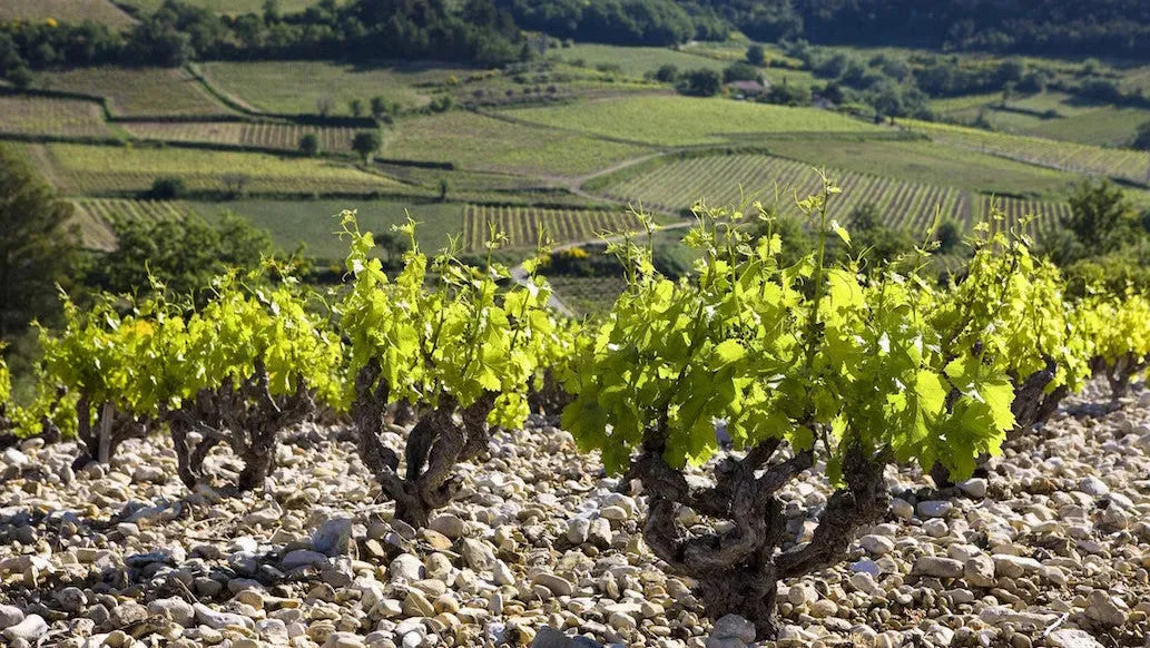 Nos vins du Rhône Méridional