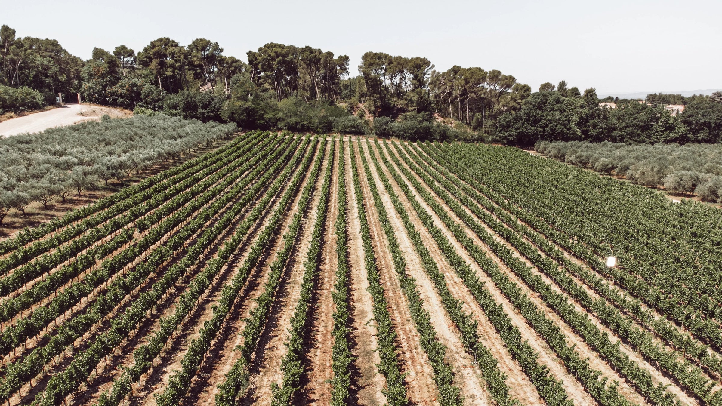 Notre vin des Alpilles