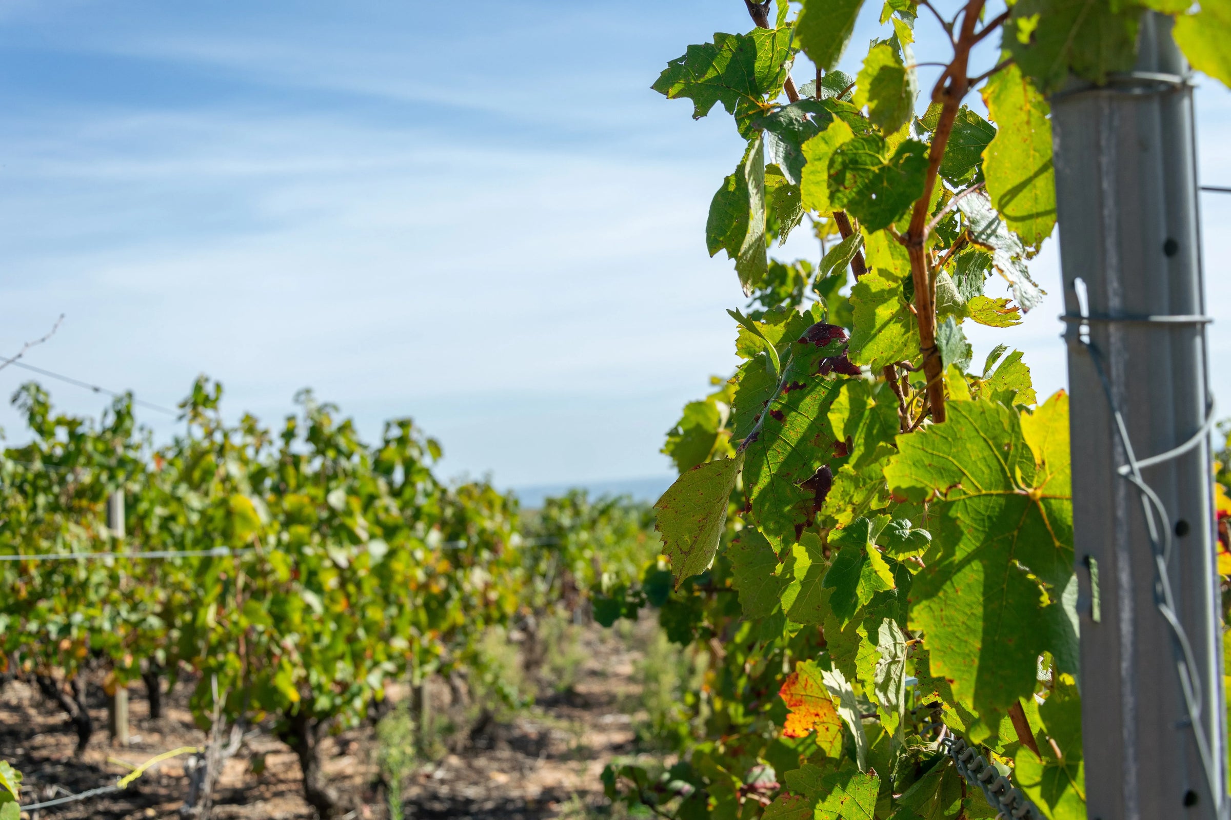 Nos vins de Juliénas