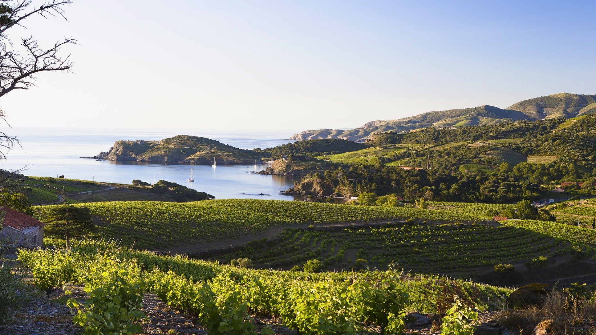 Vins Doux Naturels Millésimés - Rivesaltes