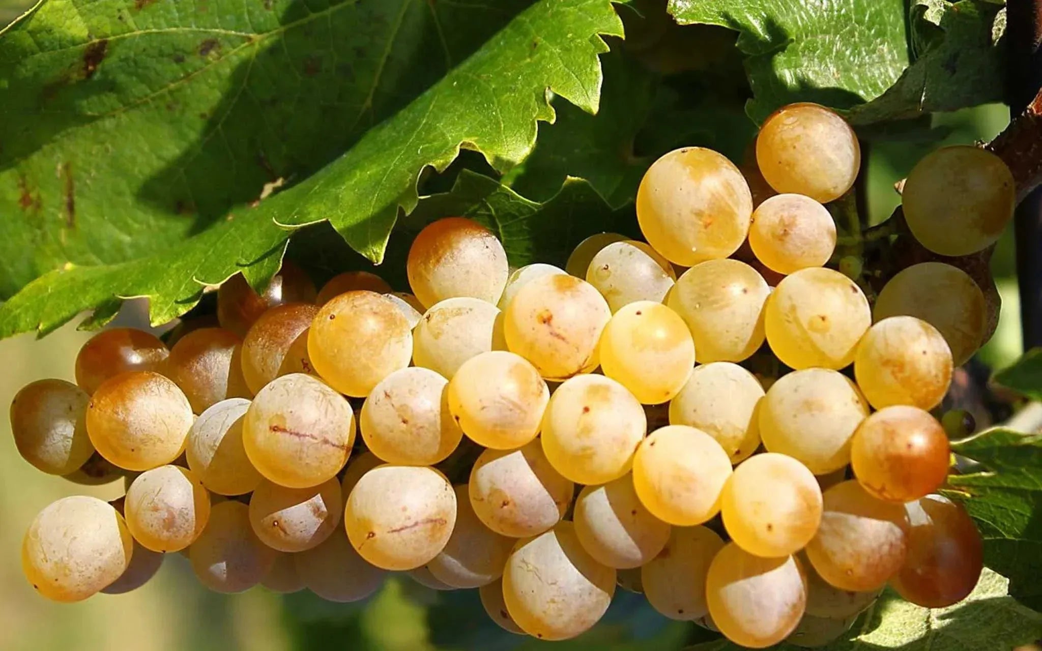 Cépage Furmint