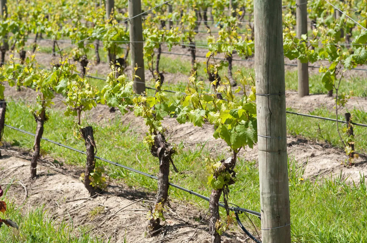 Pedro Ximenez