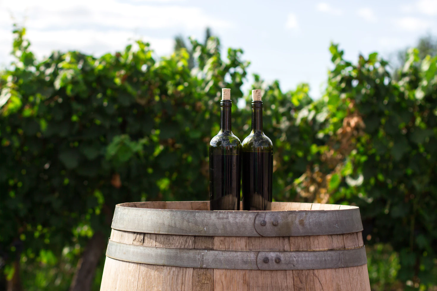 Mendoza vins