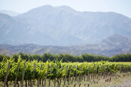 Nos vins d'Argentine