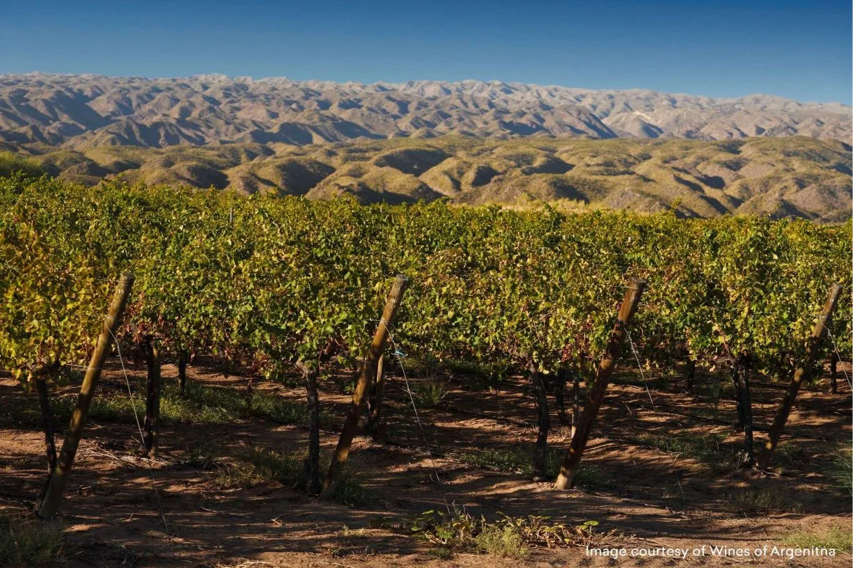 Nos vins blancs d'Argentine