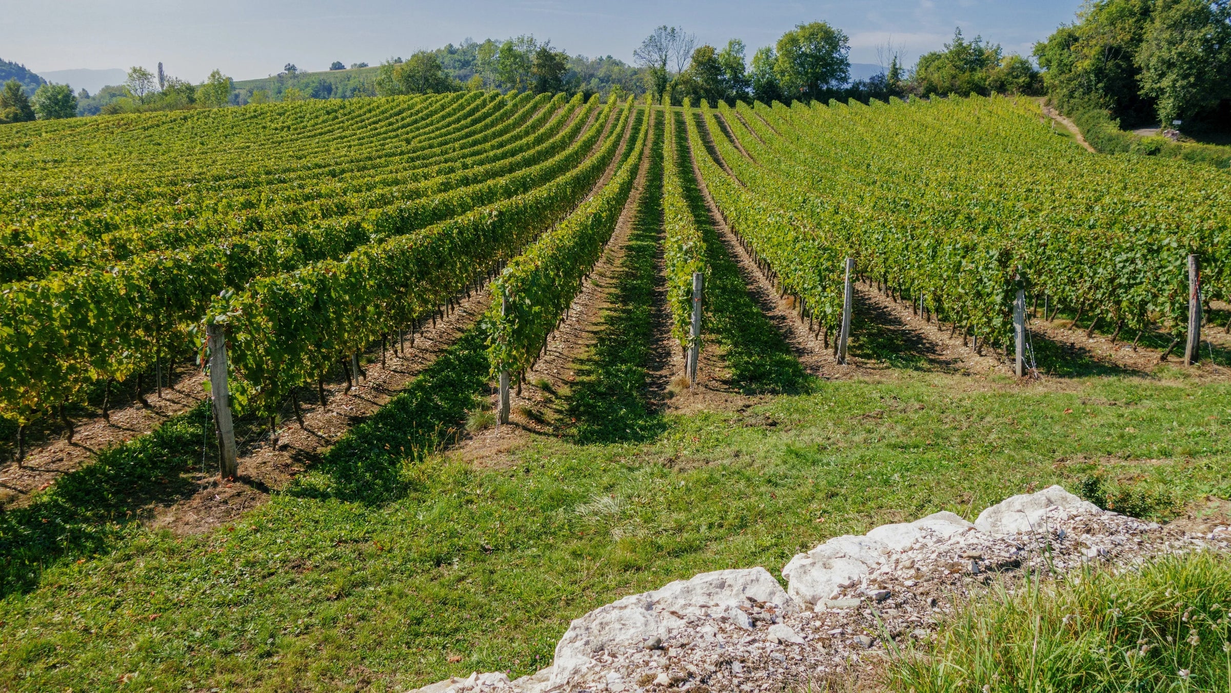 Nos vins du Rhône Septentrional