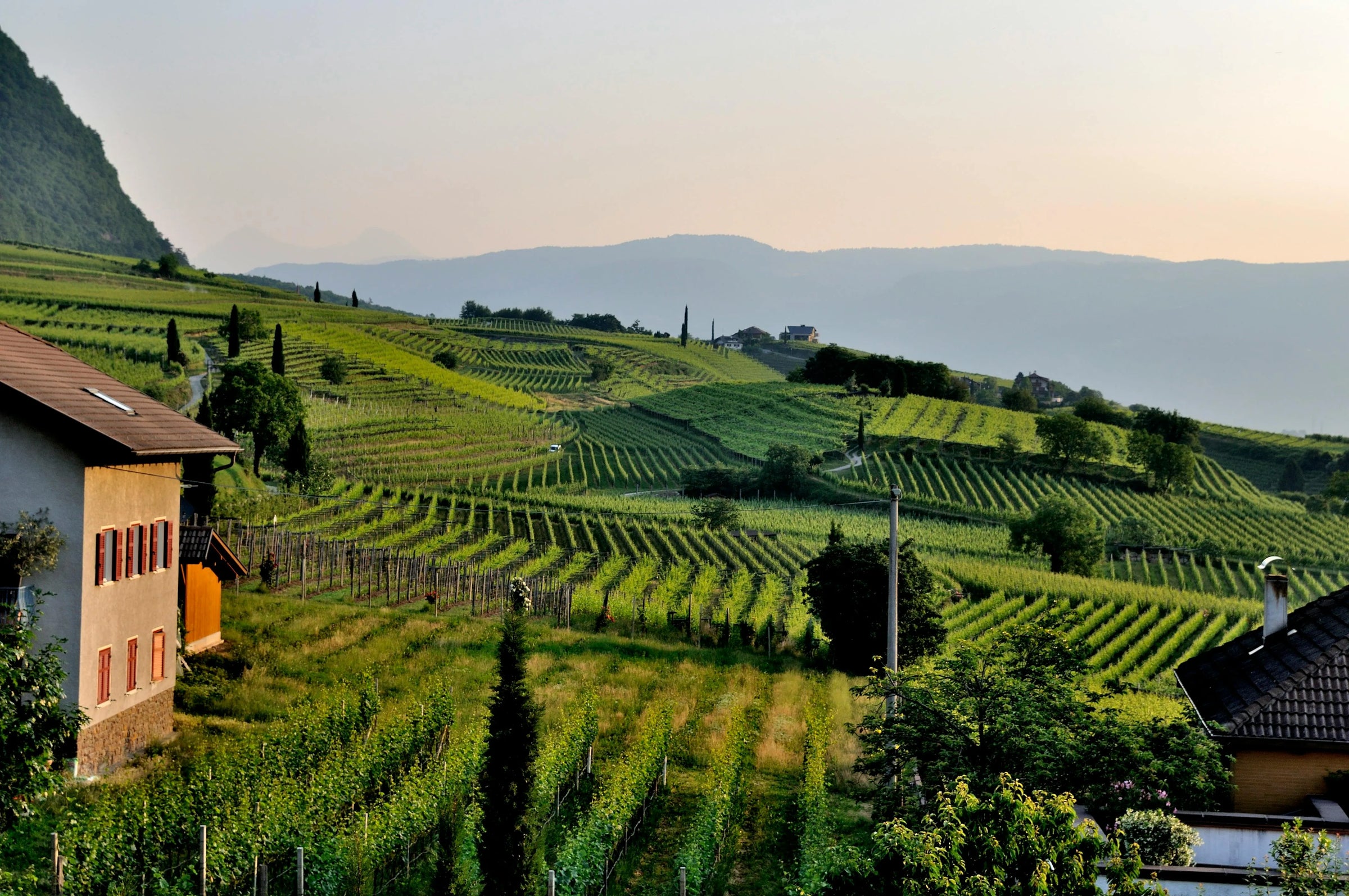 Pinot gris