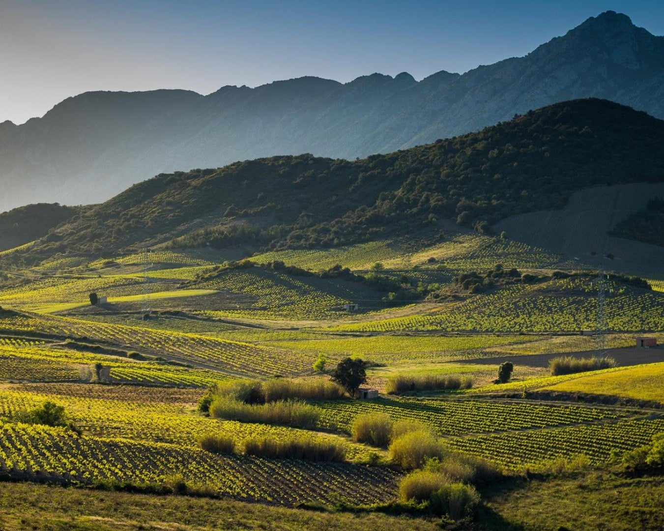 Vins Doux Naturels Millésimés - Maury