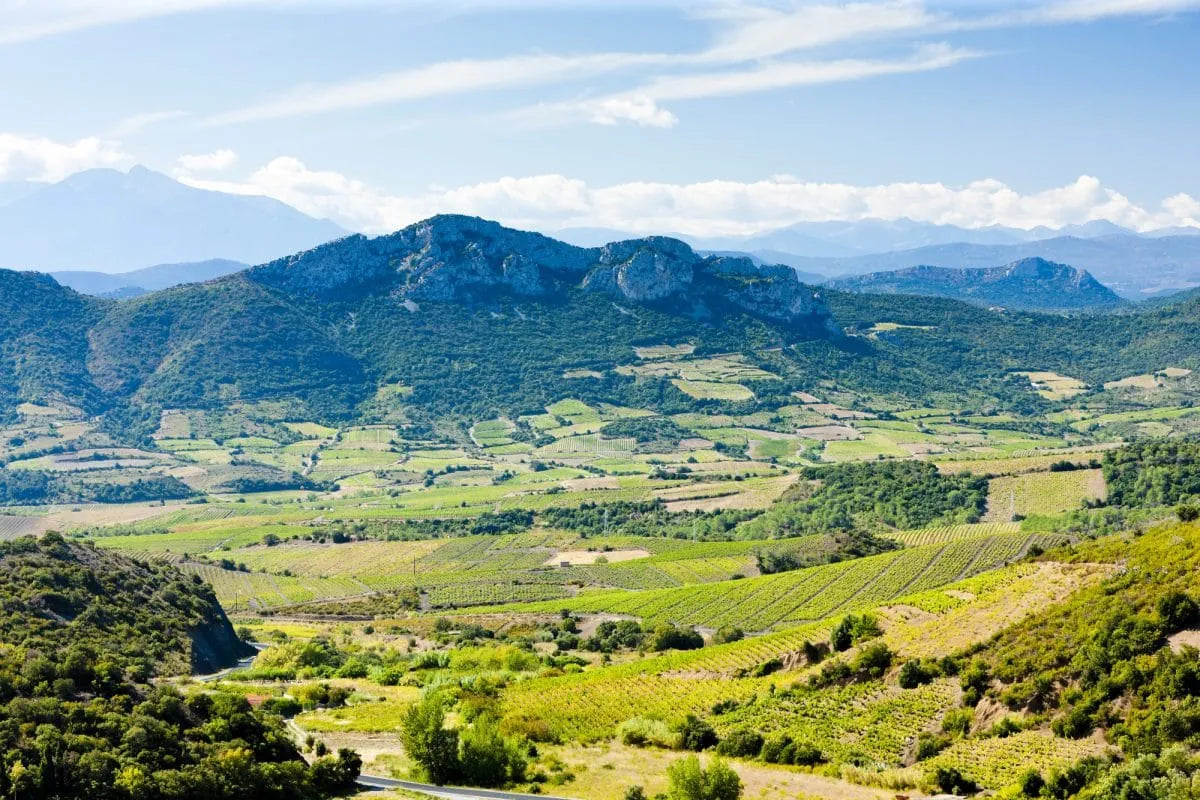 Nos vins du Languedoc-Roussillon