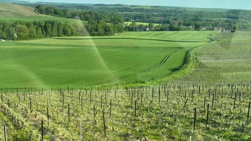 maxime blin vignes