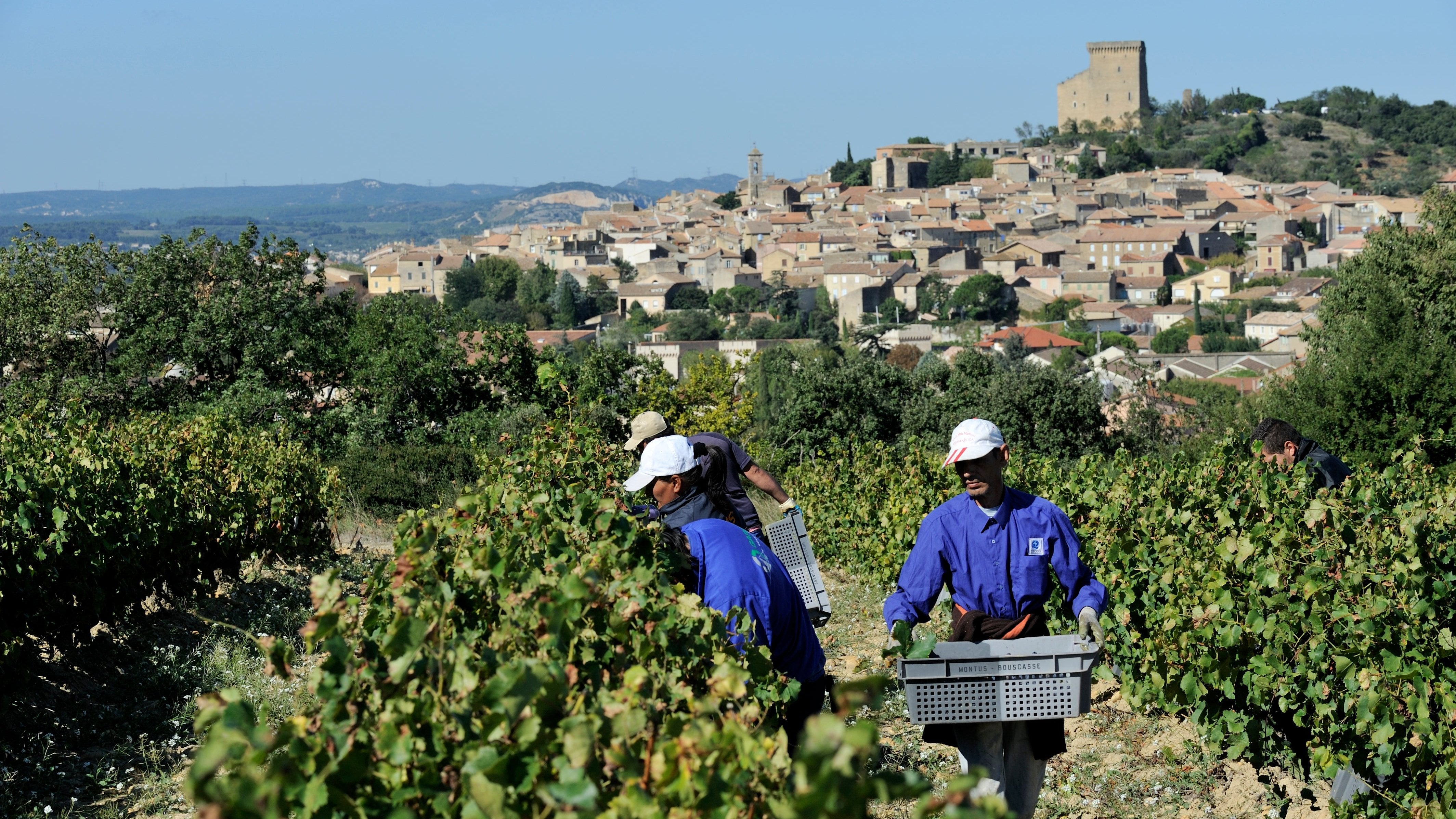 Maucoil vendanges