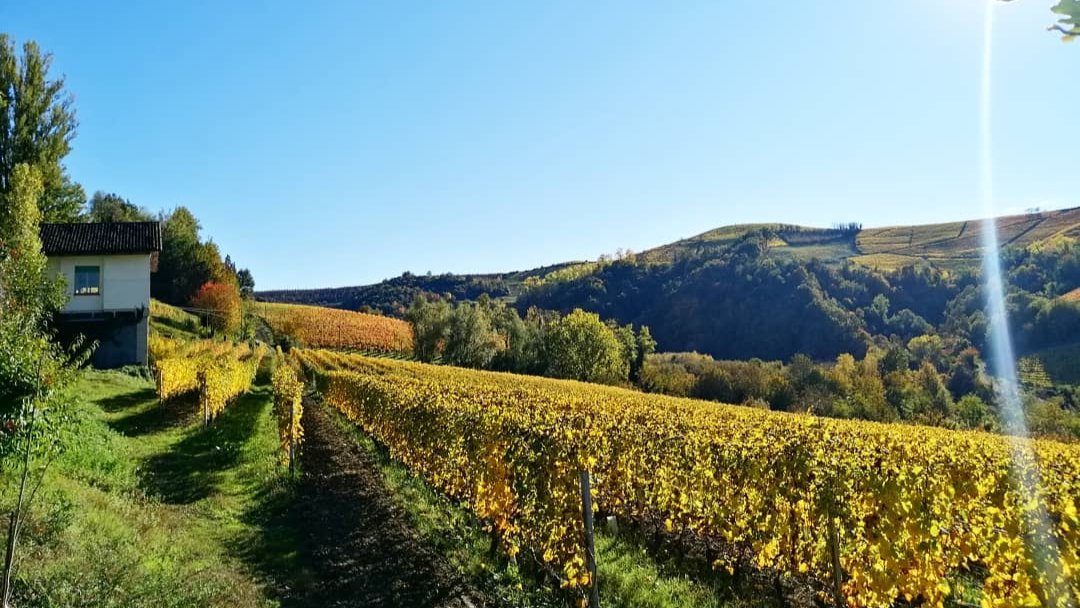 Vignes Poderi Colla