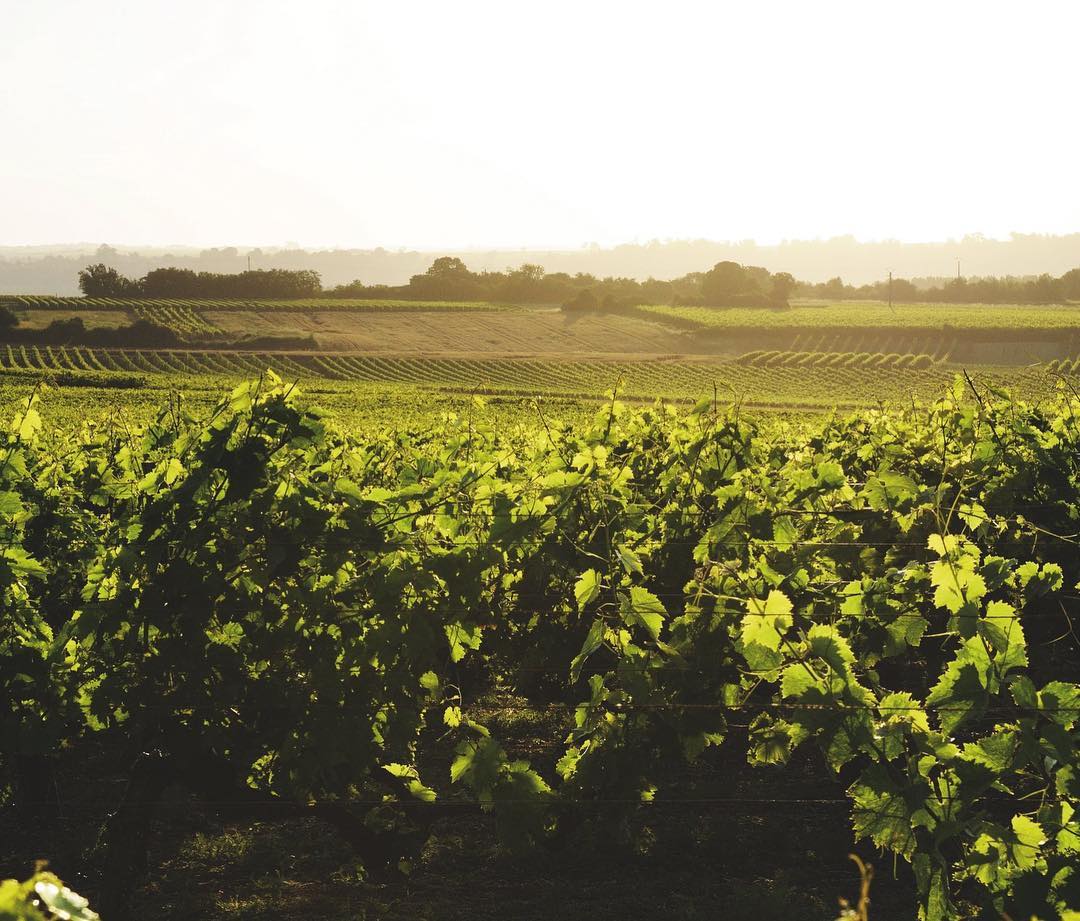 Vigne Maison Baron Gaston Legrand
