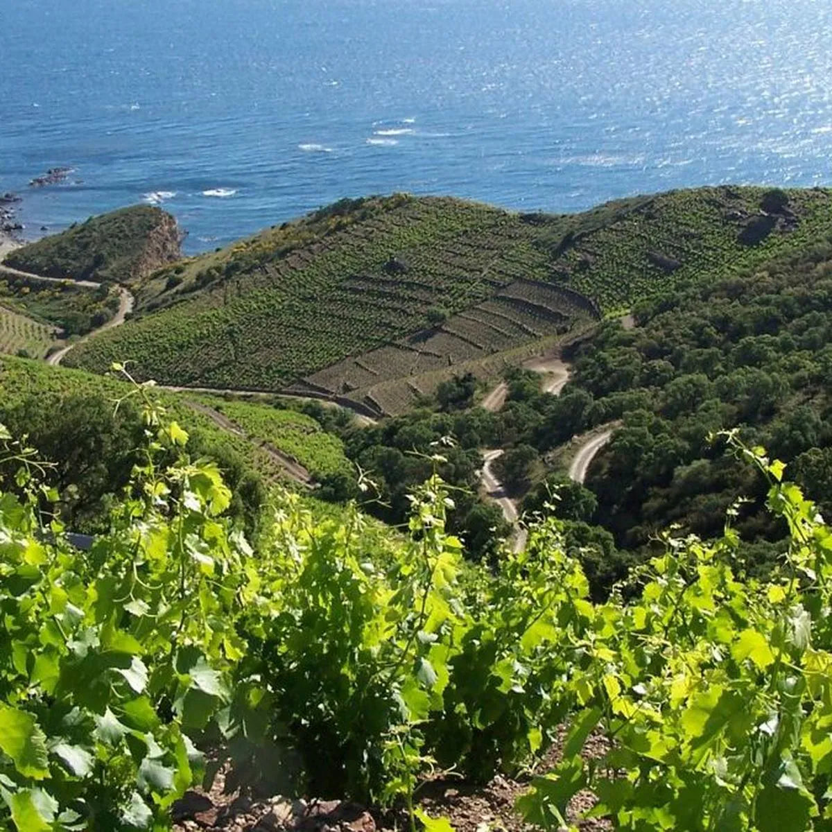 Languedoc : Un vignoble méditerranéen
