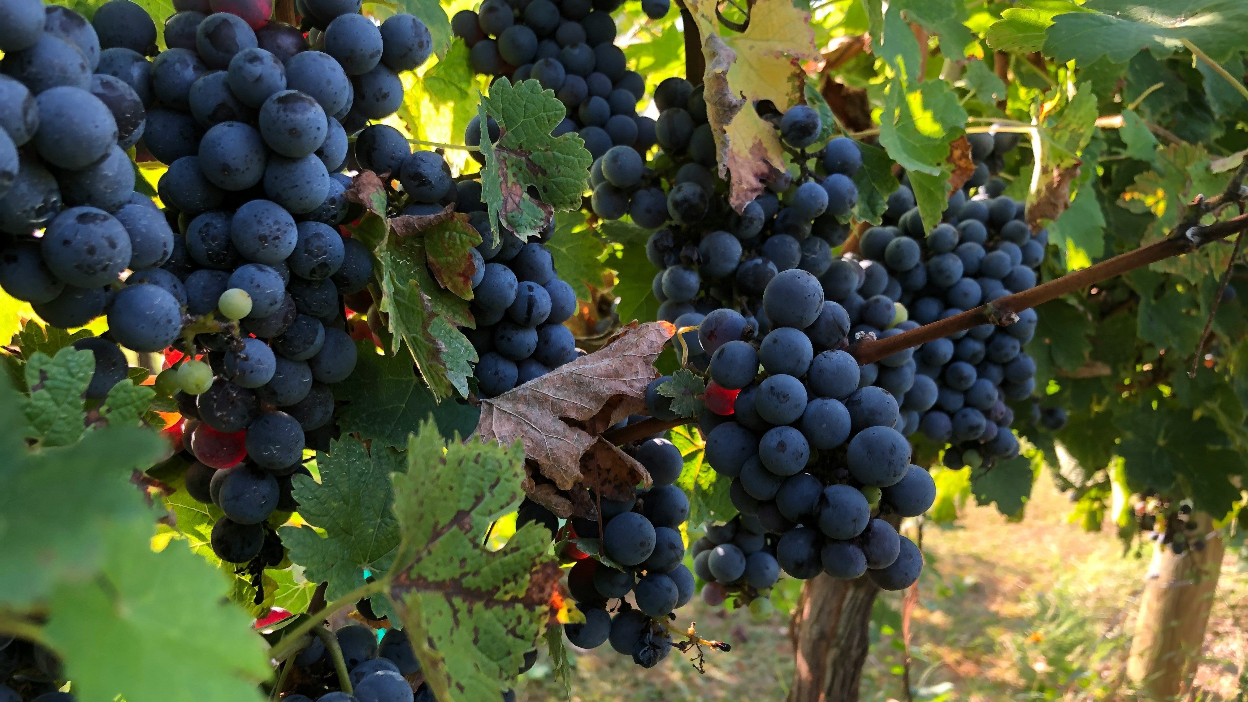 Cabernet Sauvignon California vs Bordeaux: what are the differences?