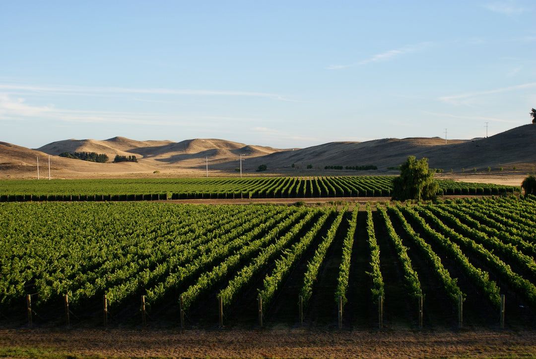 Les vignobles de Nouvelle-Zélande : un voyage à travers les terroirs