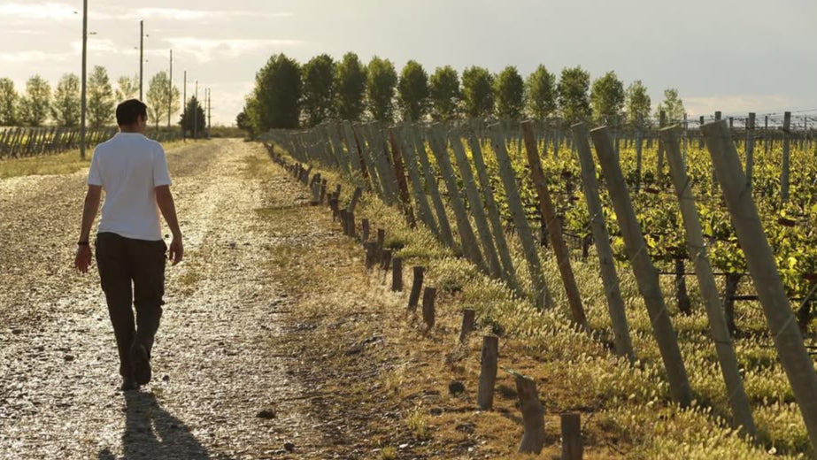Vin de Patagonie : le bout du monde dans votre verre
