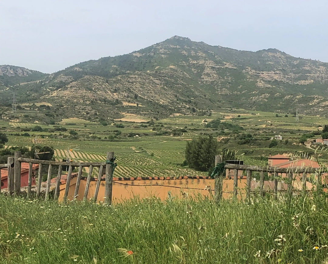 Découvrez les trésors des vins de la Rioja