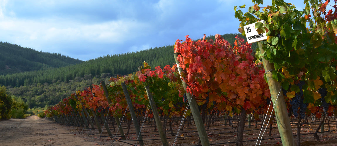 Maule Valley : le grand retour des vieilles vignes chiliennes