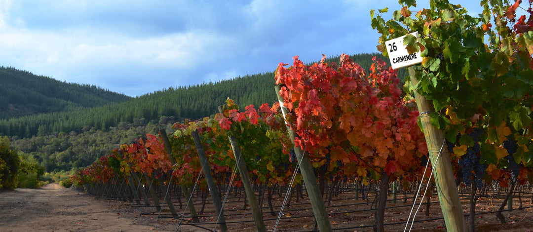 Maule Valley : le grand retour des vieilles vignes chiliennes