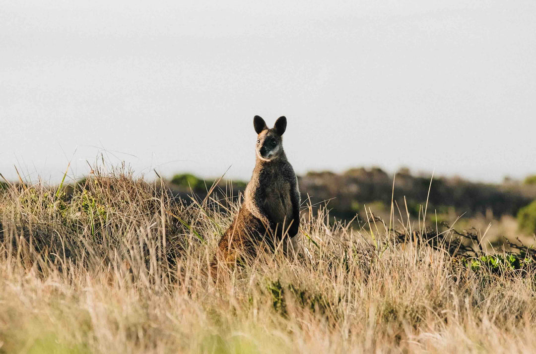 Kangaroo Australie Shiraz