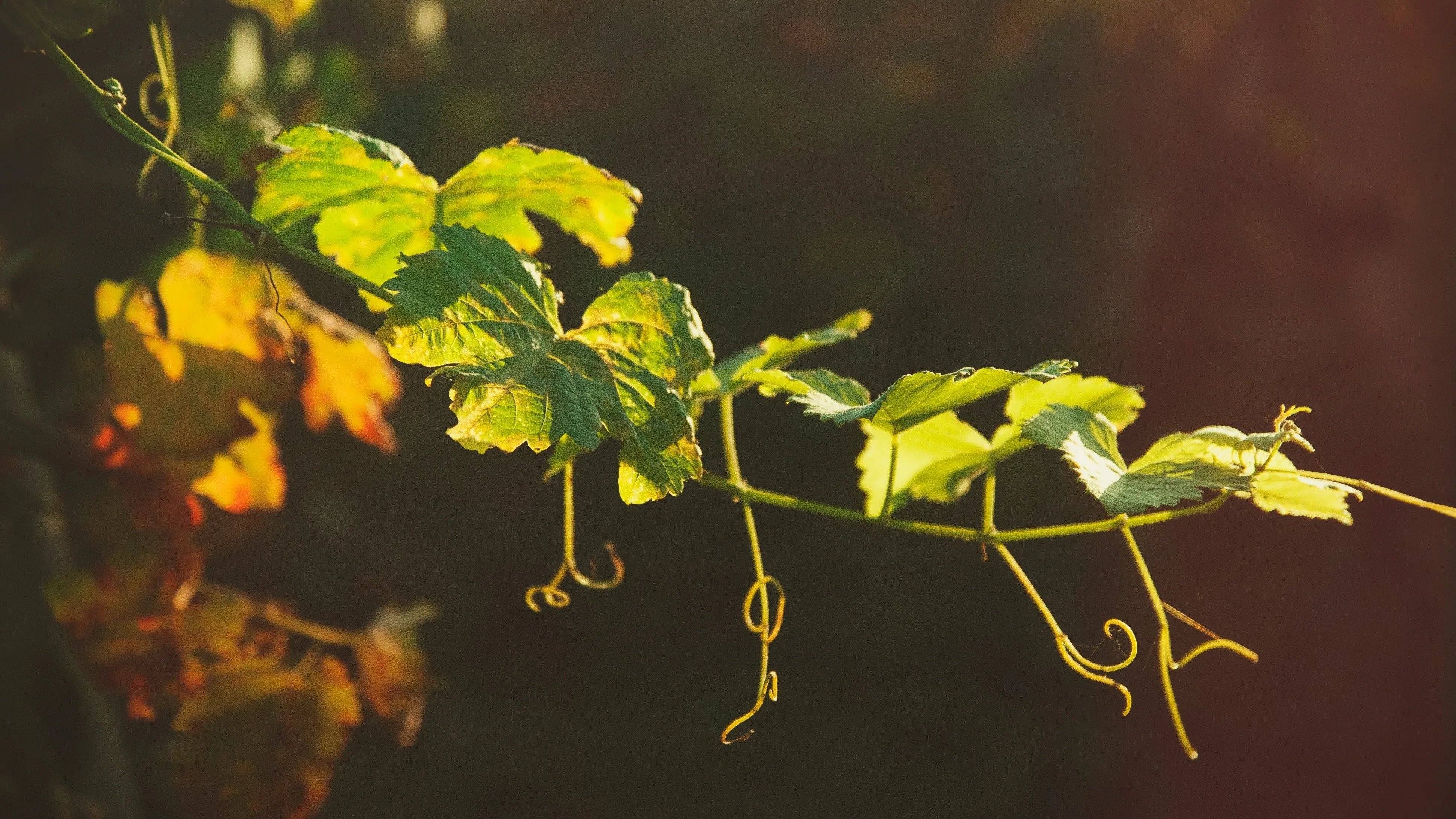 Best Wines in the World: Exceptional Terroirs and Iconic Estates