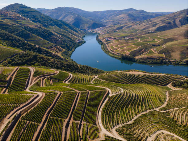 Douro wine: the essence of Portuguese wine and its reds
