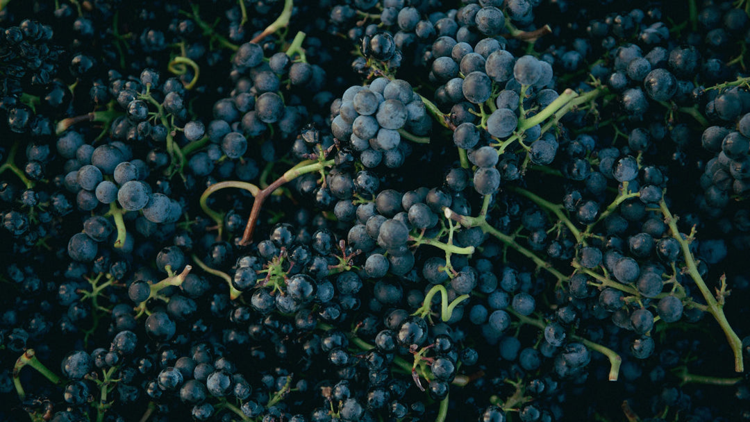 Pinot Noir : avec quel plat l’accorder ?