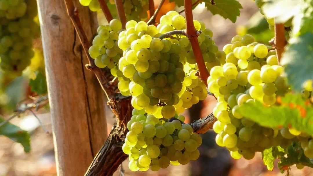 Riesling : avec quel plat l'accorder ?