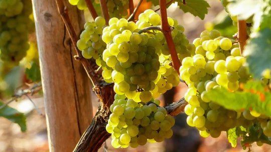 Riesling : avec quel plat l'accorder ?