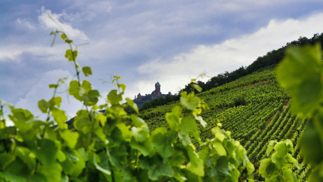 Riesling sec ou moelleux ? Le guide (très) simple pour ne plus jamais se tromper