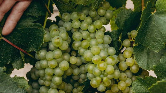 Sauvignon: Dry or Sweet? We help you make the right choice!