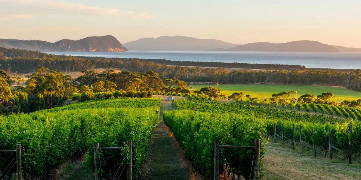 Vin de Tasmanie : fraîcheur et finesse du sud sauvage