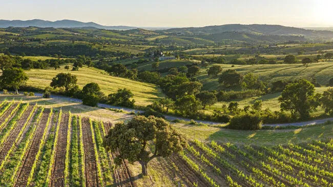Super Toscan : l’esprit libre des grands vins italiens