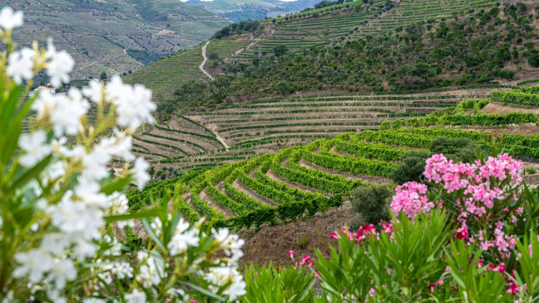 Vin floral : quels cépages, quelles cuvées, quels accords ?