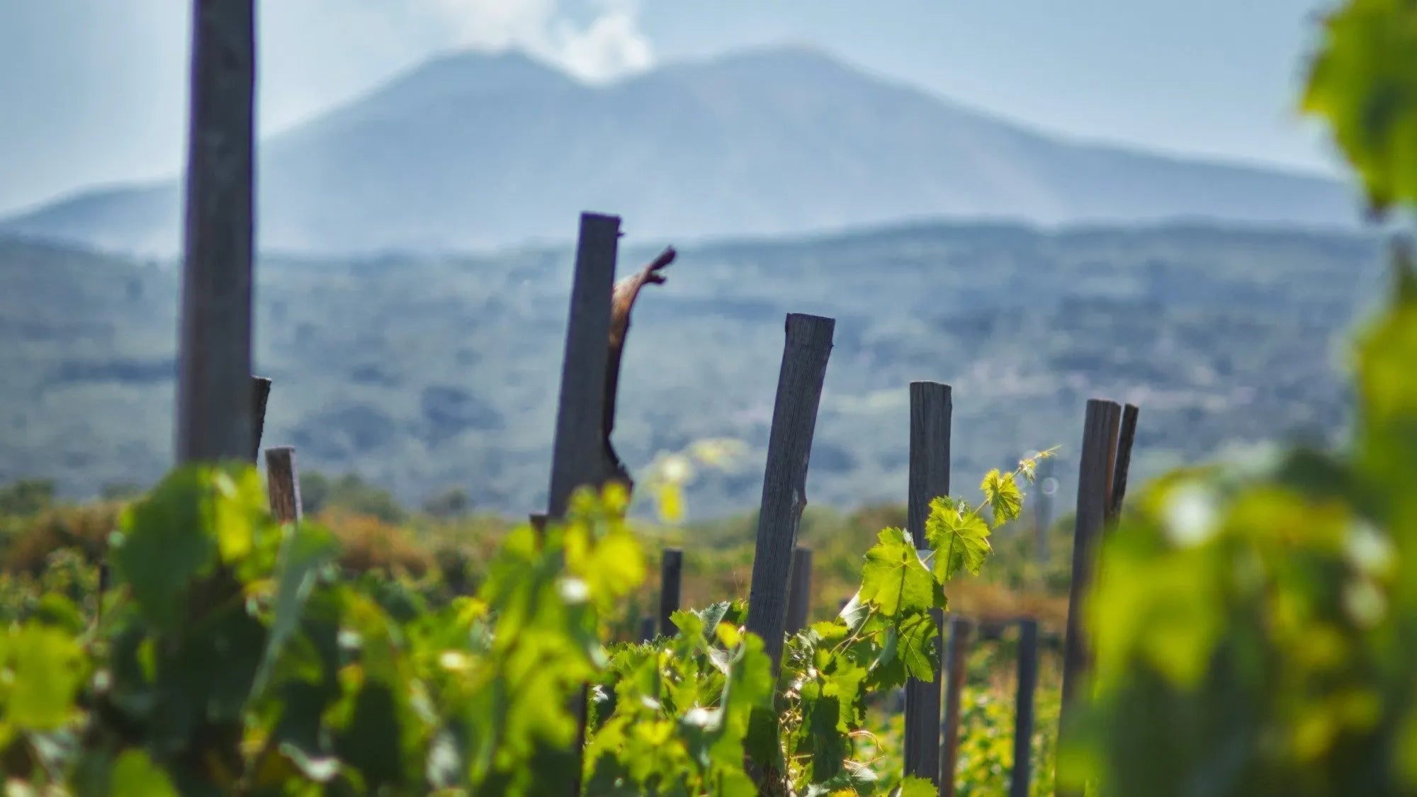 Vin volcanique : Goût, régions et cuvées à découvrir