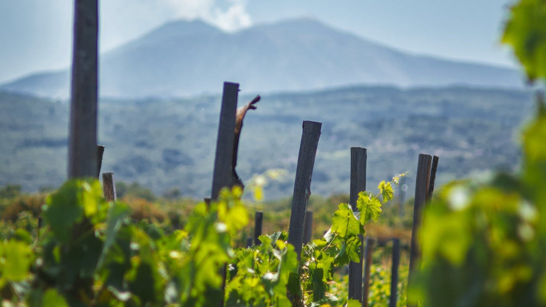 Comment le sol influence le vin ? Ce qu’il change vraiment dans le goût
