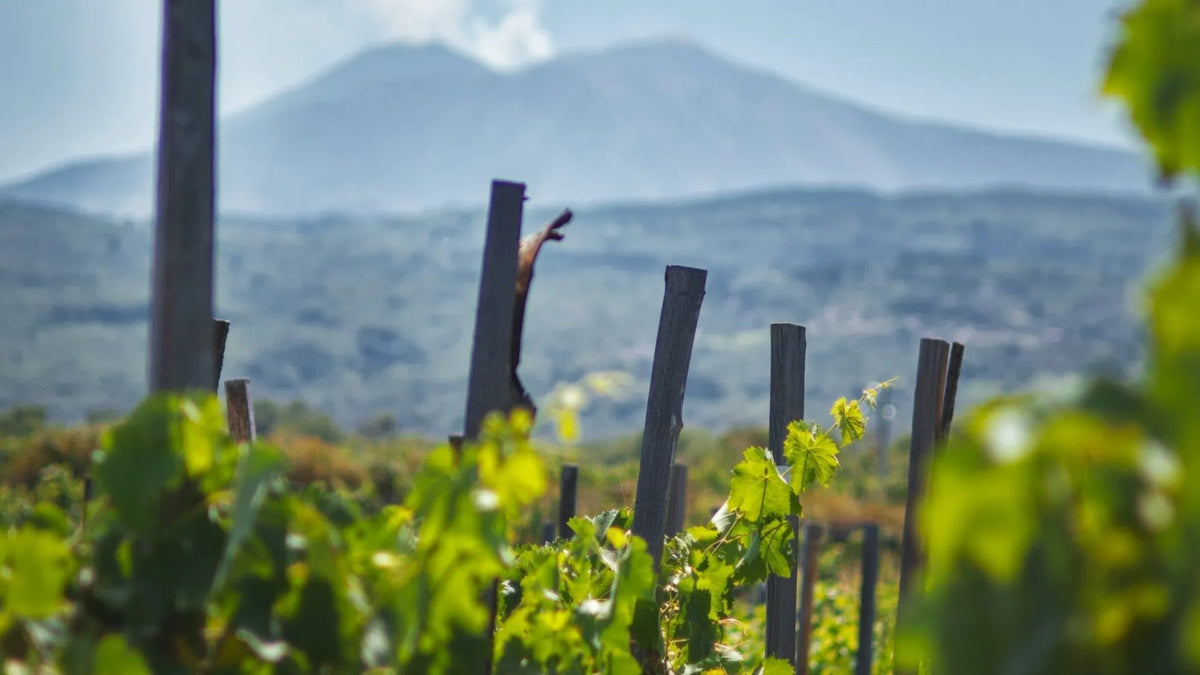 Vin volcanique : Goût, régions et cuvées à découvrir