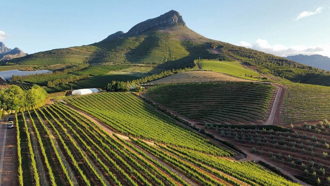 Chenin blanc Afrique du Sud : styles, conseils et guide du Steen