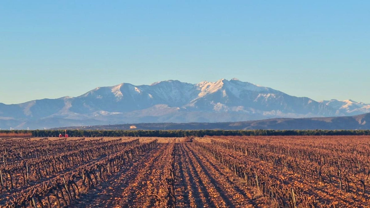Cépages argentins : au-delà du Malbec, voyage au cœur des grands raisins d'Argentine