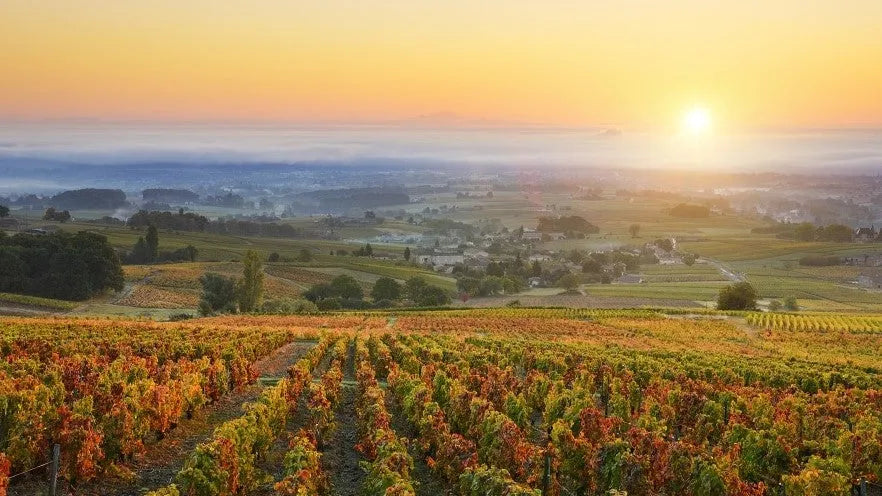 Beaujolais Blanc : découvrez le Chardonnay du Beaujolais