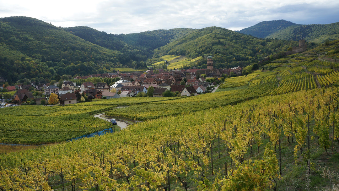 Gewurztraminer sec ou moelleux : comment reconnaître son style ?