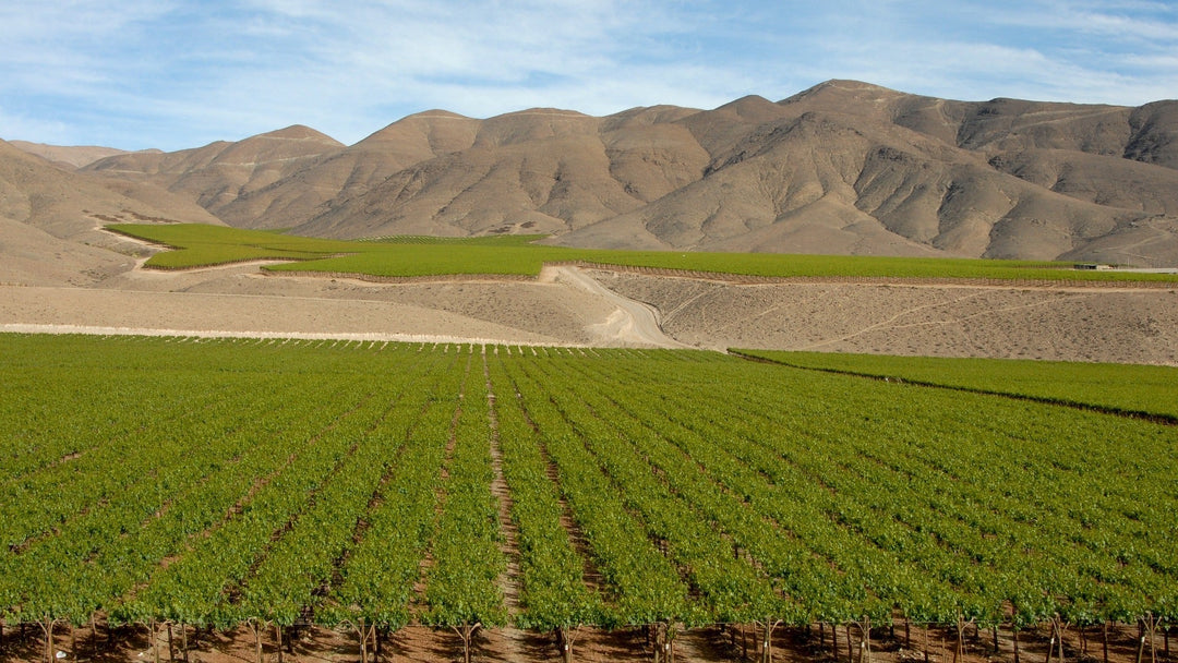Malleco Valley : le nouveau paradis du Chardonnay et du Pinot Noir