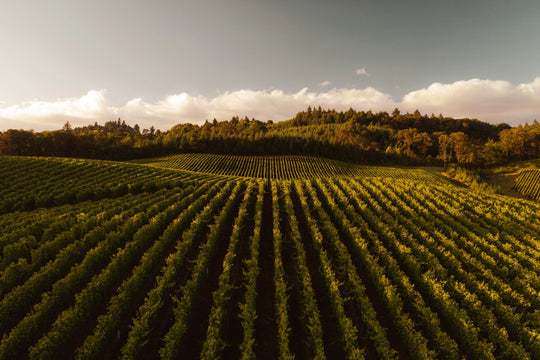 Everything you need to know about Sauvignon Blanc