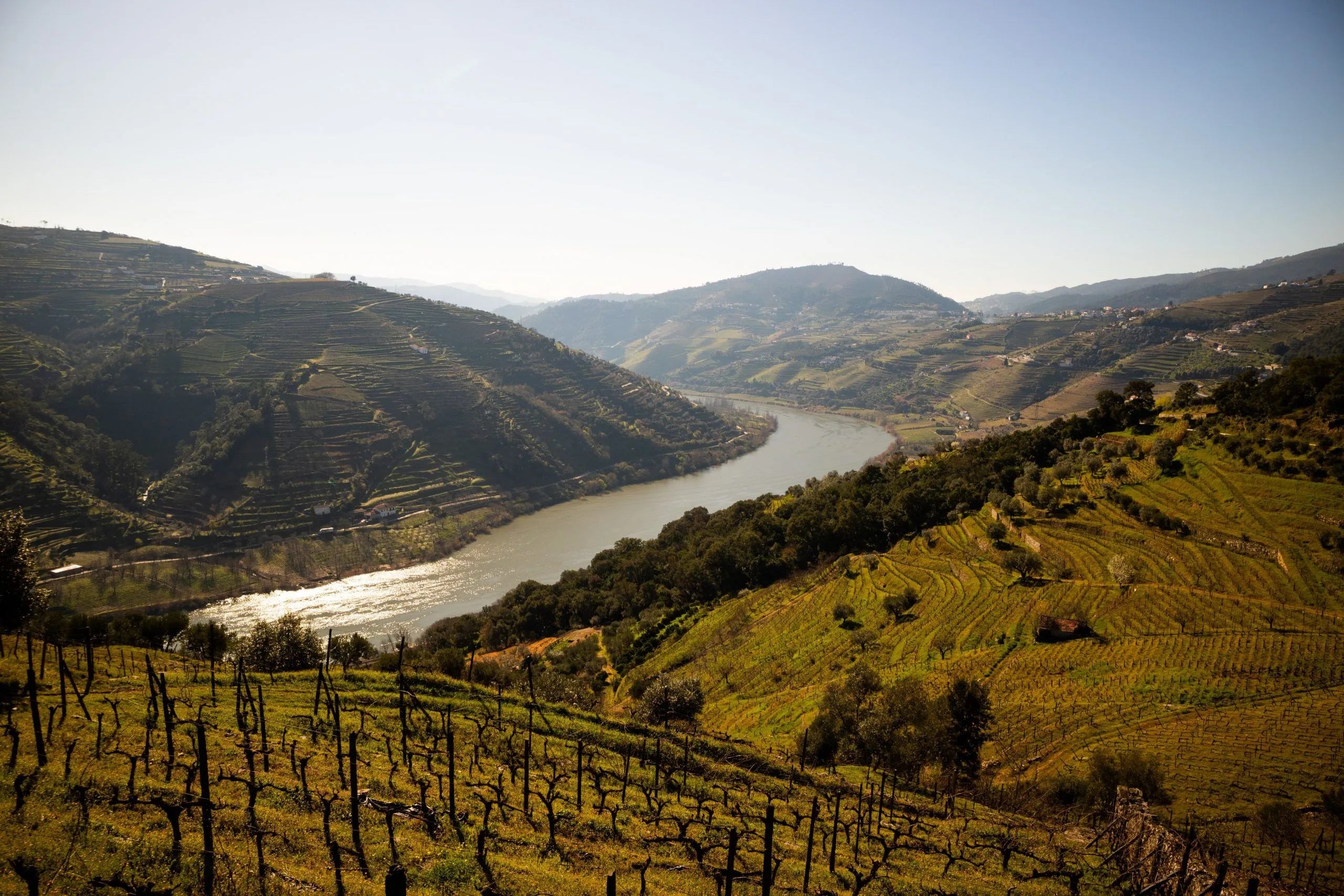 Portuguese grape varieties: why they fascinate wine lovers around the world