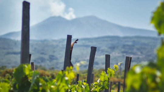 Etna Wine: Sicily's Volcanic Jewel